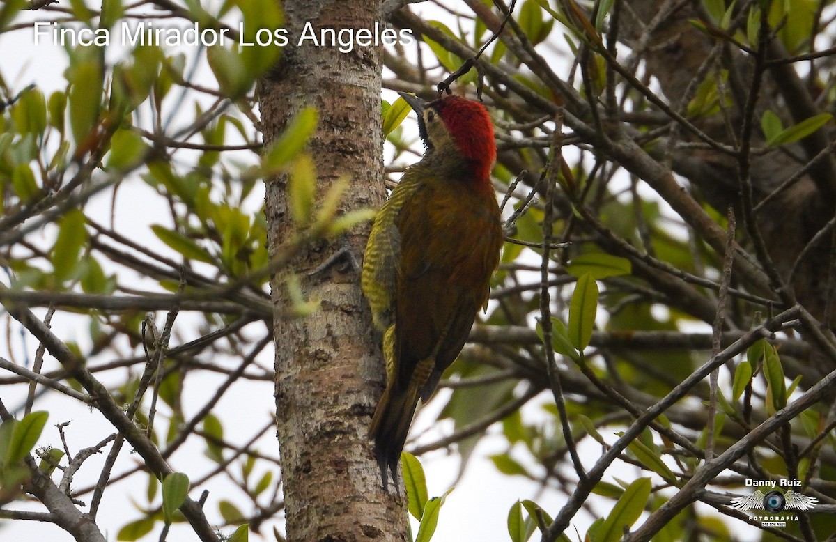 Golden-olive Woodpecker - ML620571922