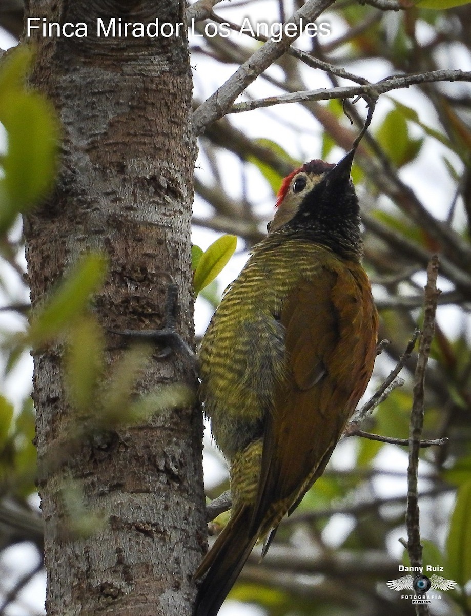 Golden-olive Woodpecker - ML620571923