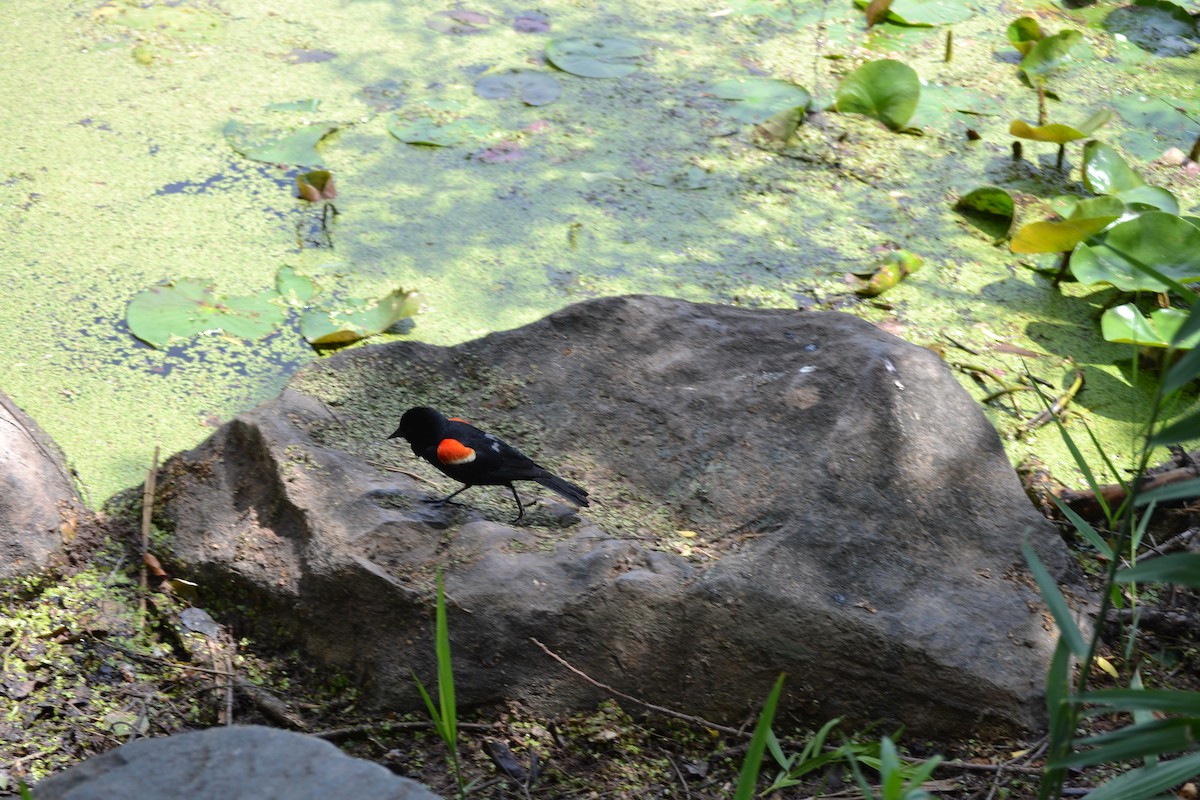 Red-winged Blackbird - ML620571958