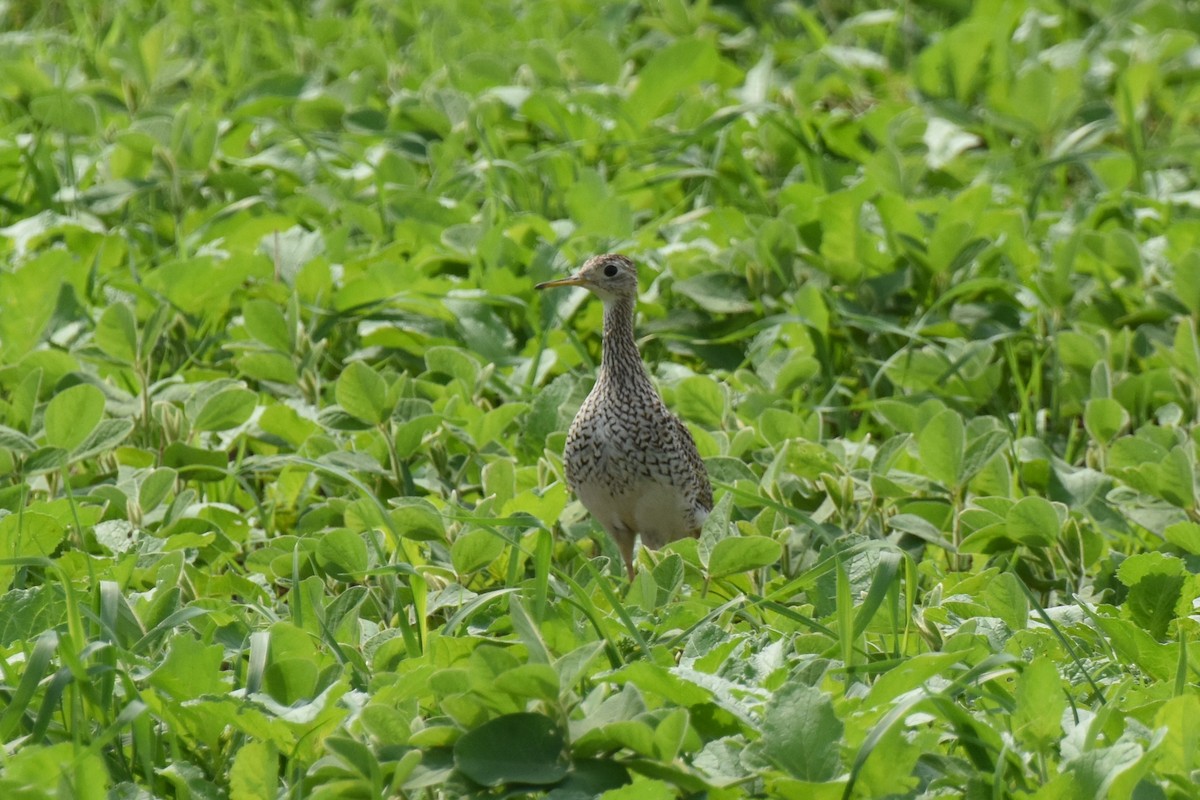 Upland Sandpiper - ML620571963