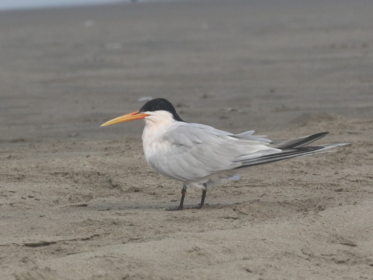 Elegant Tern - Michael Collins