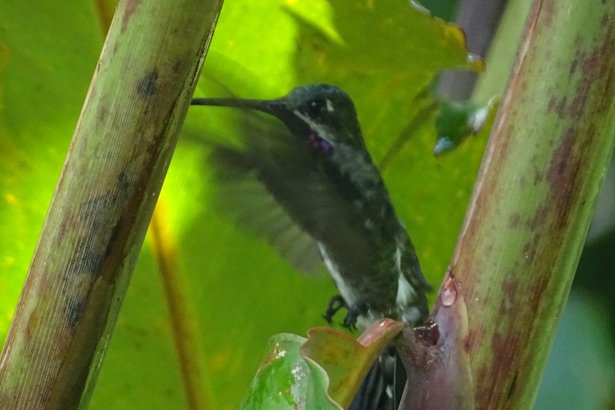 Long-billed Starthroat - ML620571974