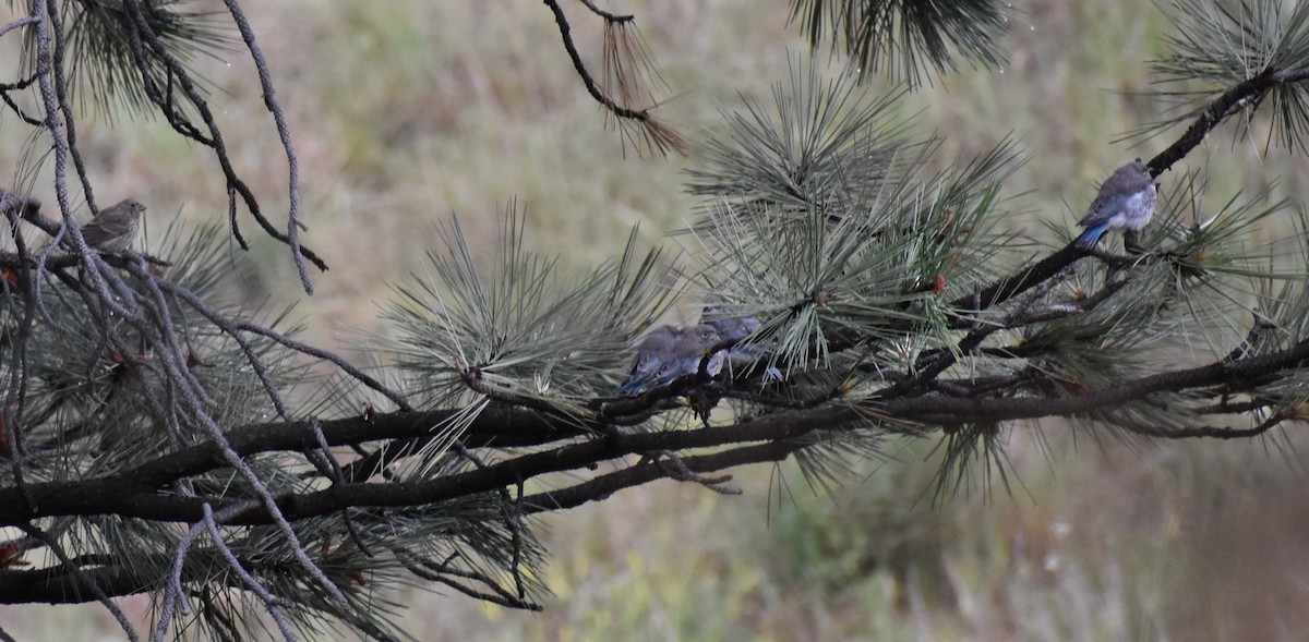 Mountain Bluebird - ML620571986