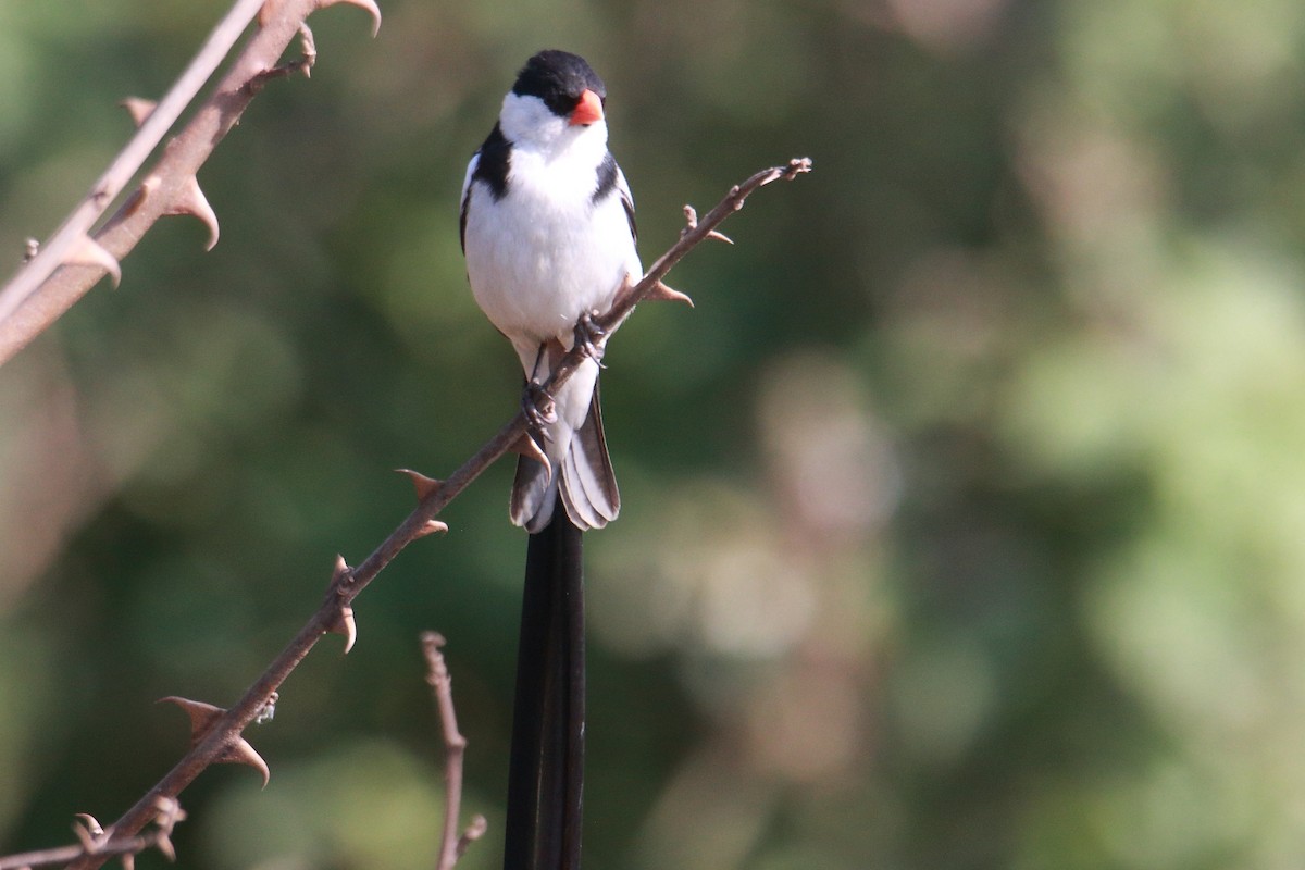 Pin-tailed Whydah - ML620572019