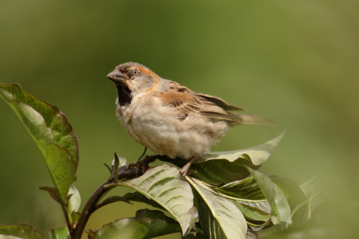 Kenya Rufous Sparrow - ML620572025