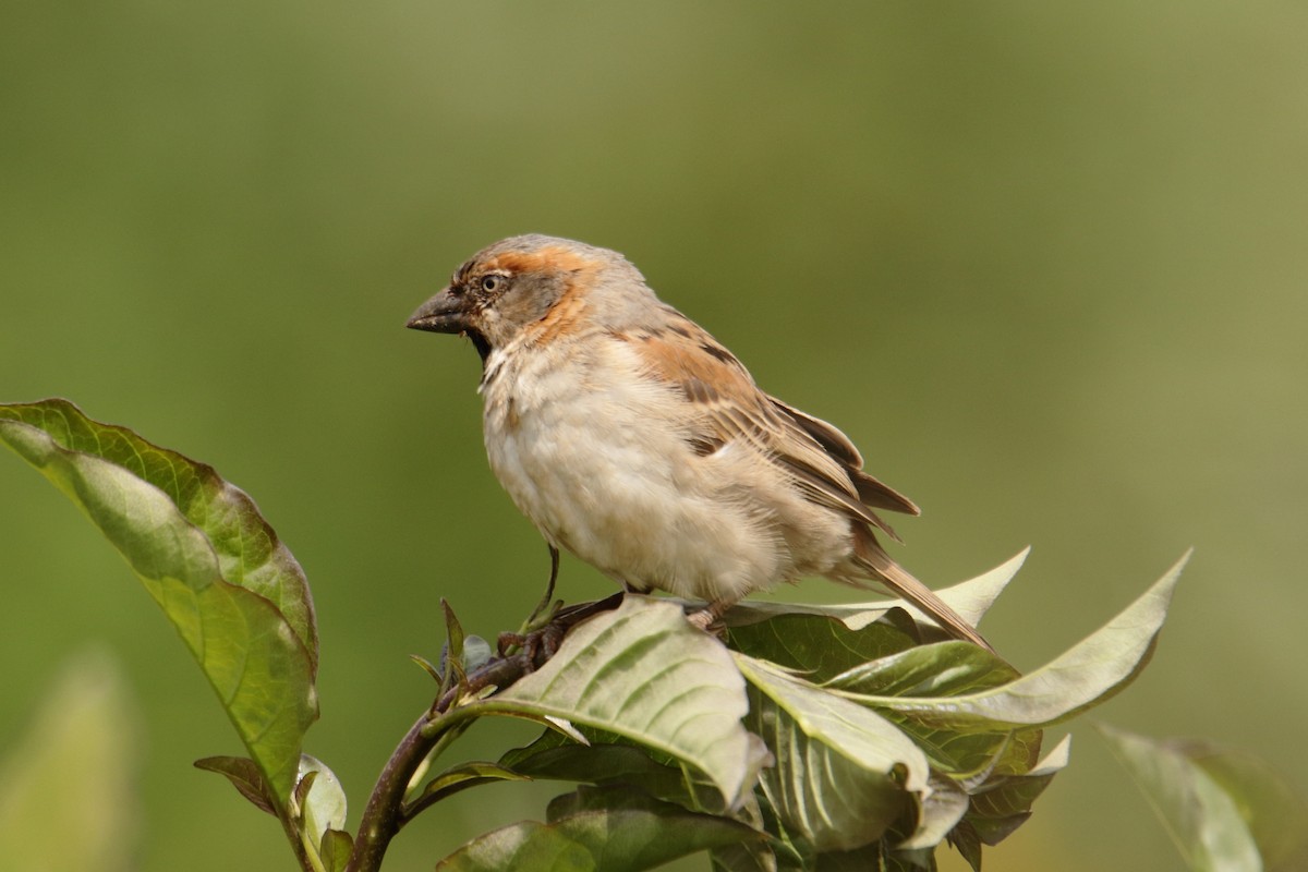 Kenya Rufous Sparrow - ML620572027