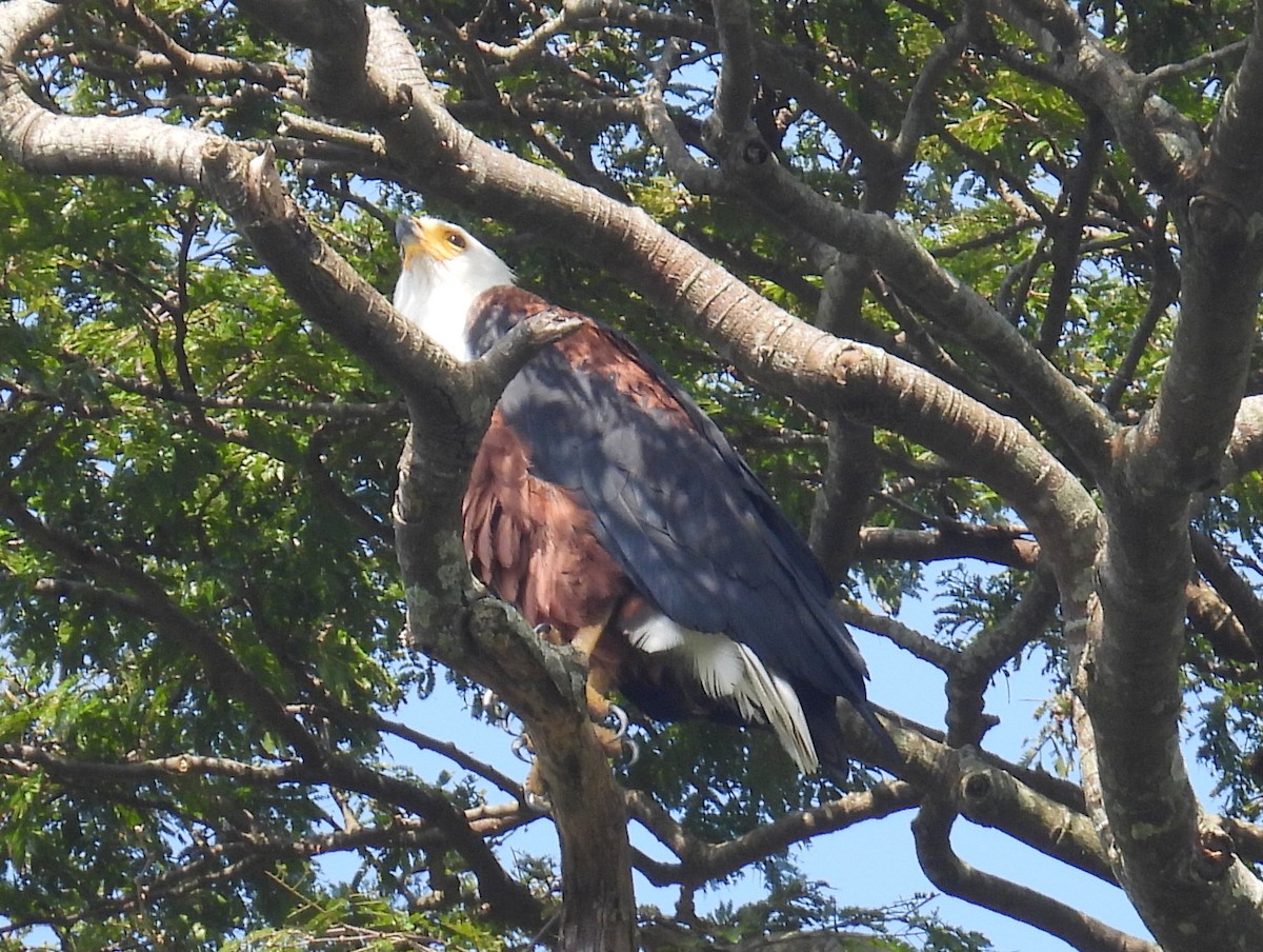 African Fish-Eagle - ML620572043