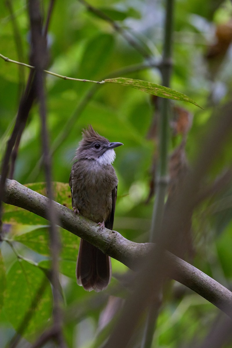 Bulbul Ocráceo - ML620572045