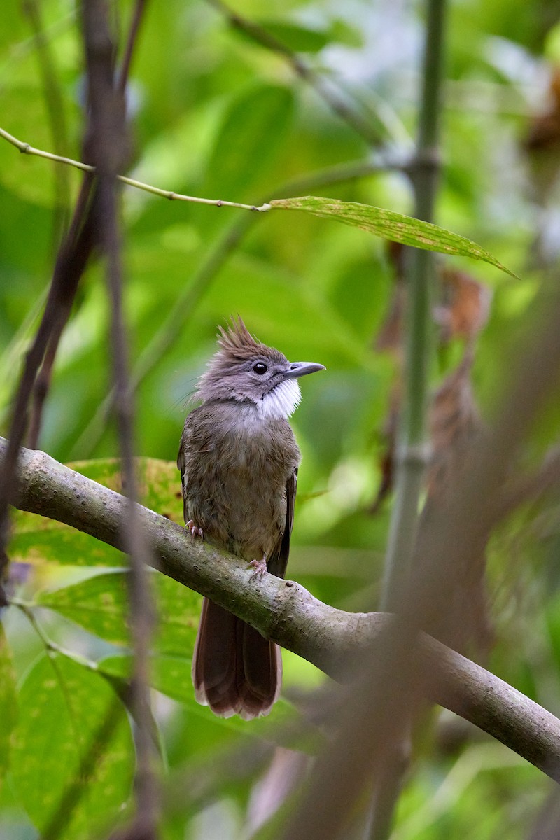 Bulbul Ocráceo - ML620572047