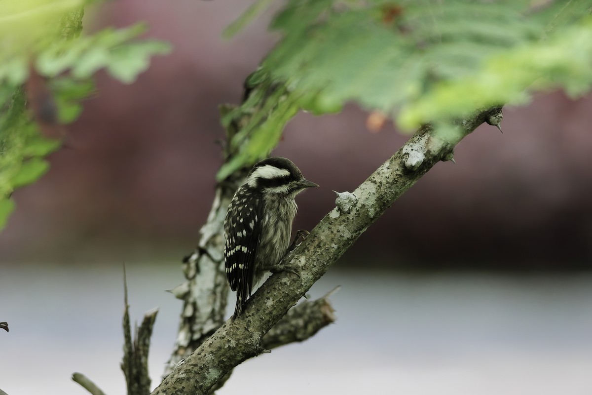 Sunda Pygmy Woodpecker - ML620572058