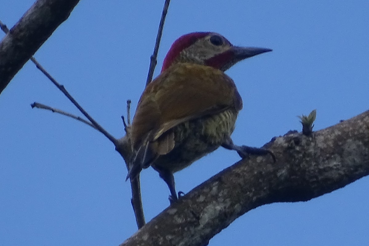 Golden-olive Woodpecker - ML620572065