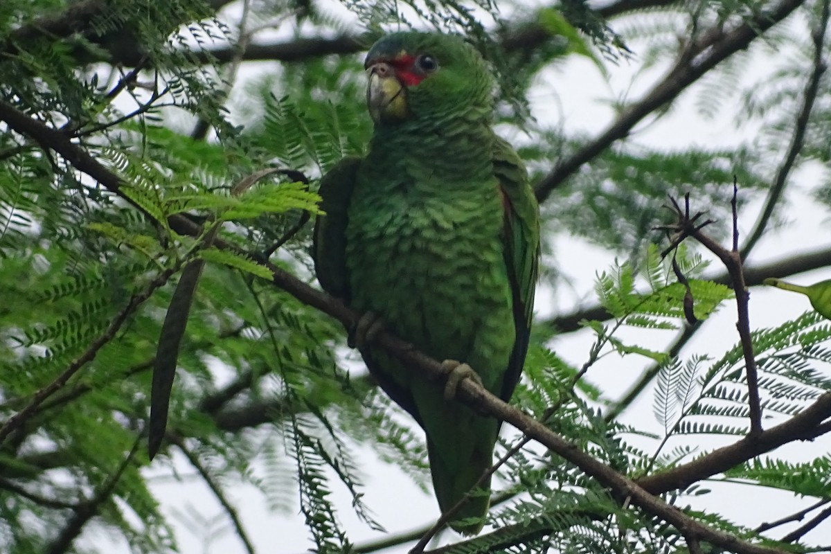 Red-lored Parrot - ML620572067