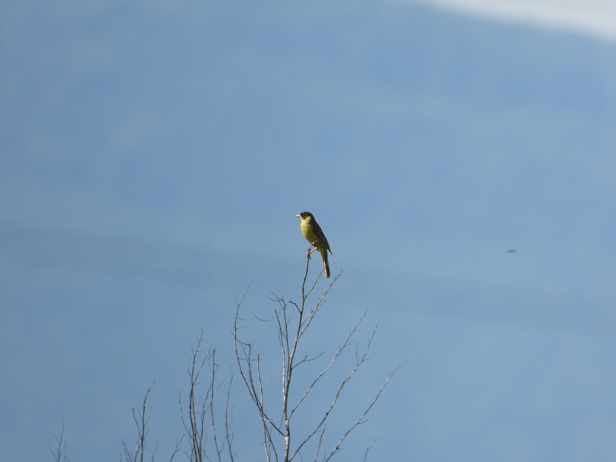 Black-headed Bunting - Helmut Pfeifenberger