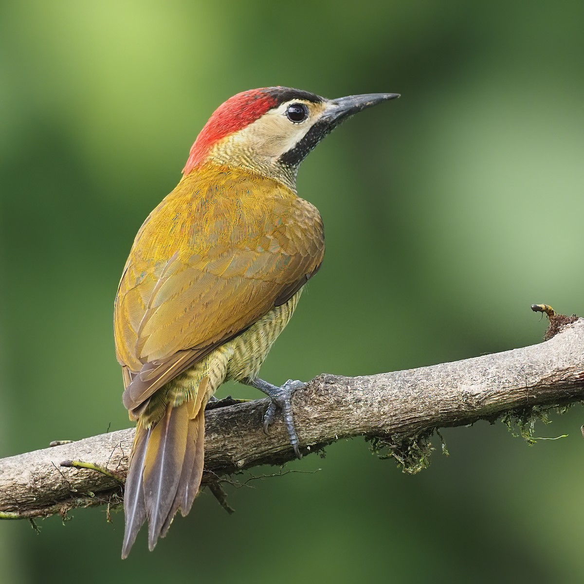 Golden-olive Woodpecker - ML620572081