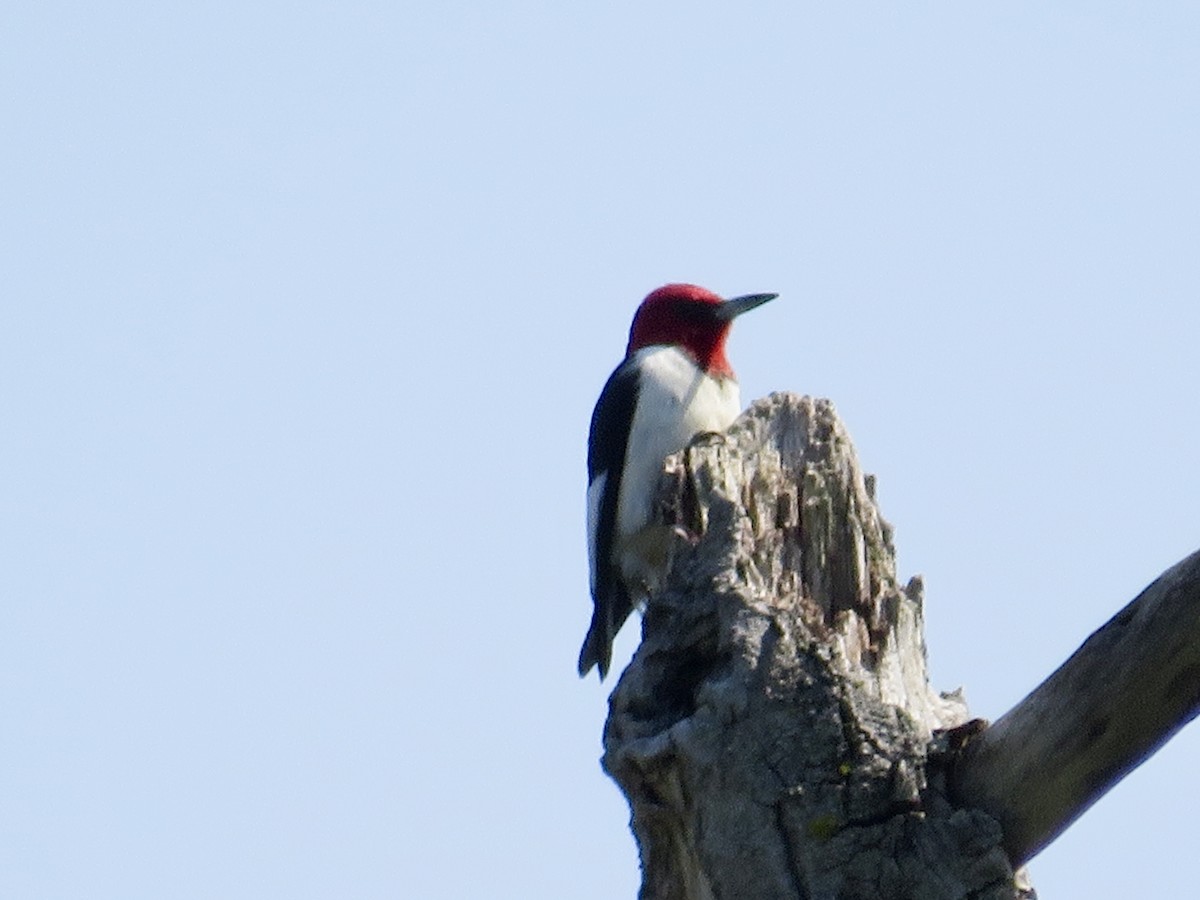 Red-headed Woodpecker - ML620572091