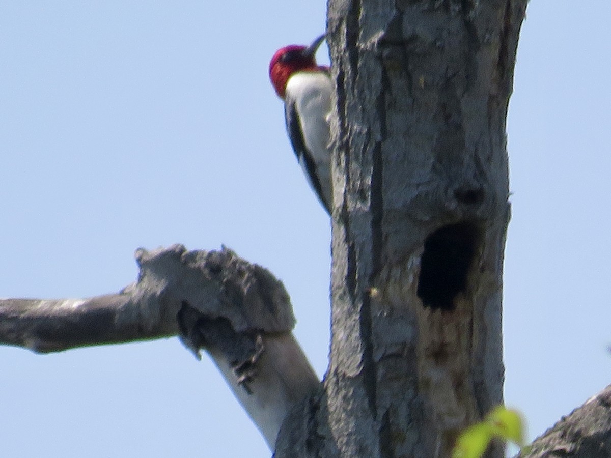 Red-headed Woodpecker - ML620572092