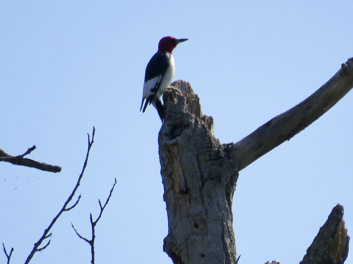 Red-headed Woodpecker - ML620572093