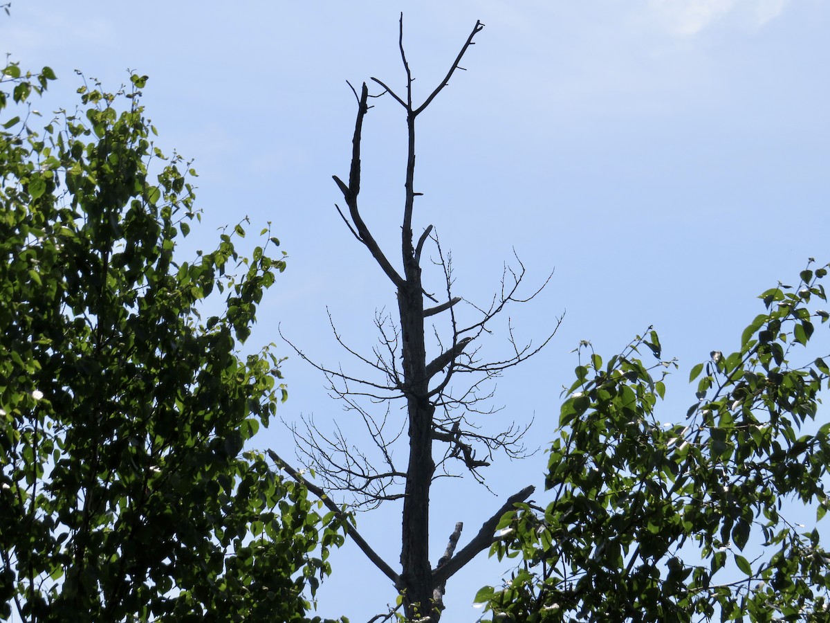 Red-headed Woodpecker - ML620572094