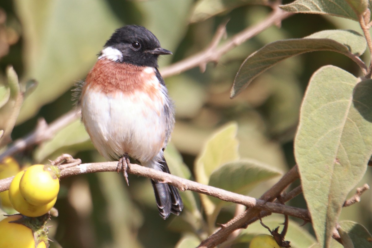African Stonechat - ML620572096