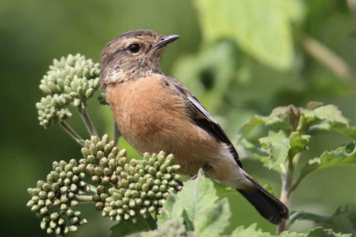African Stonechat - ML620572102