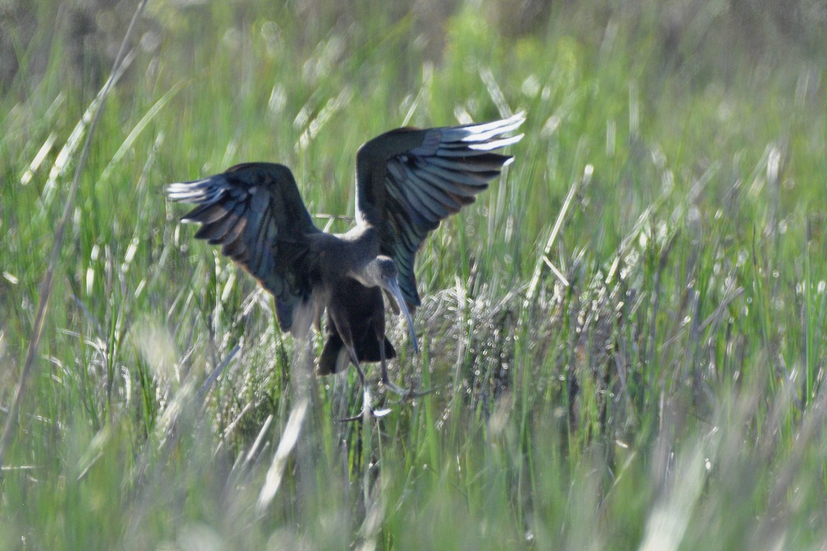 ibis americký - ML620572104