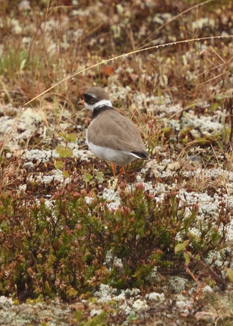 Common Ringed Plover - ML620572121