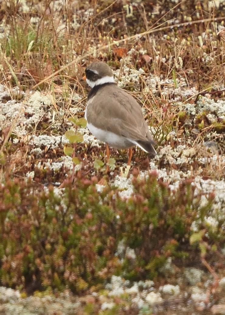 Common Ringed Plover - ML620572122