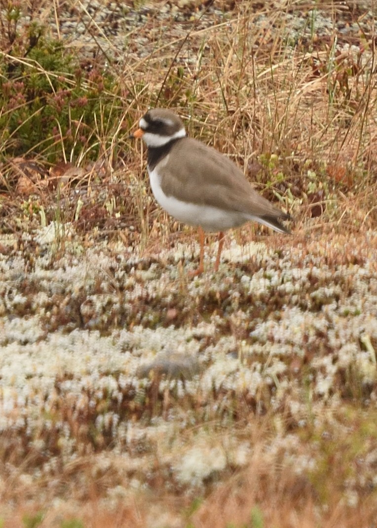 Common Ringed Plover - ML620572123