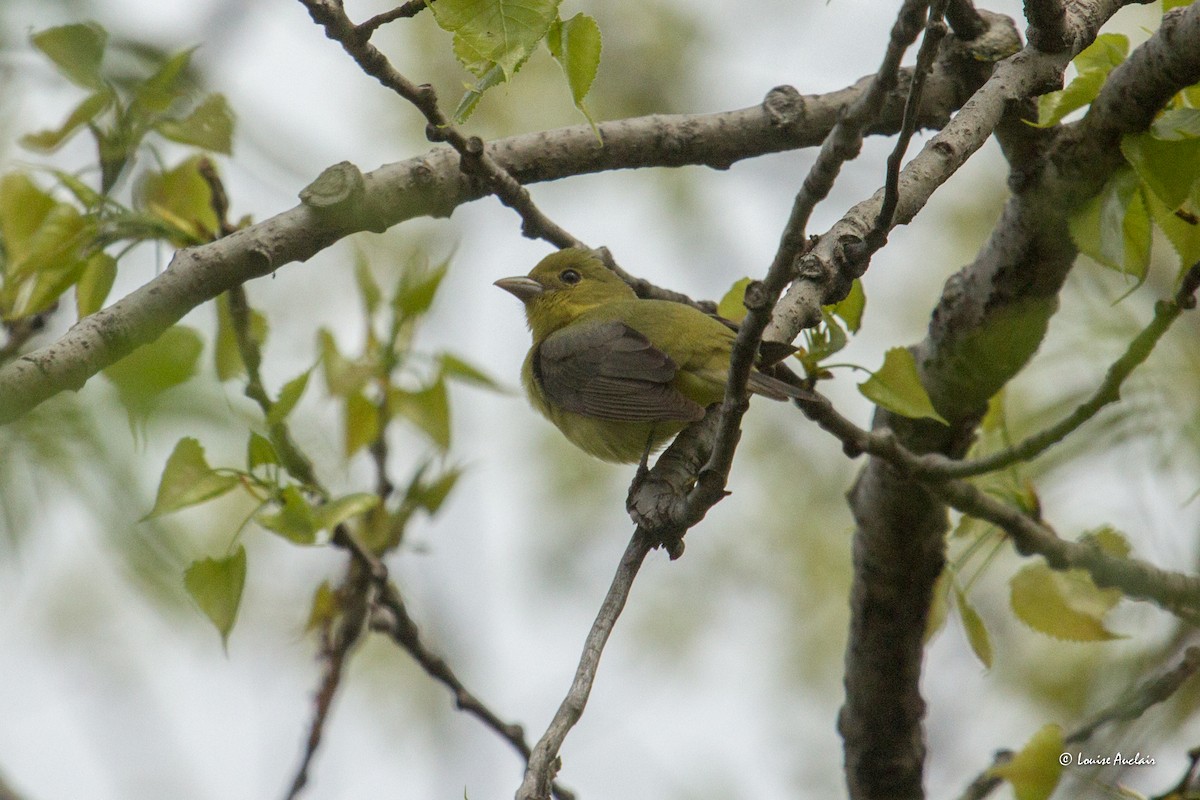 Scarlet Tanager - Louise Auclair