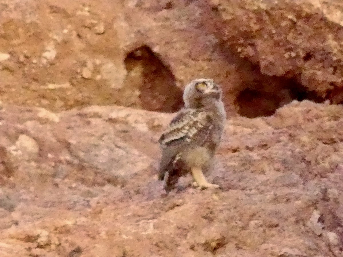 Great Horned Owl - ML620572127