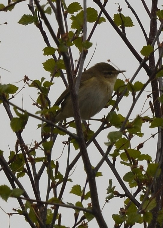 old world warbler sp. - ML620572134