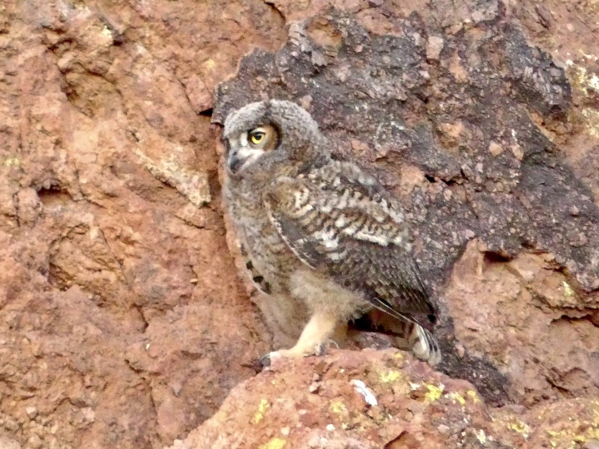 Great Horned Owl - ML620572139