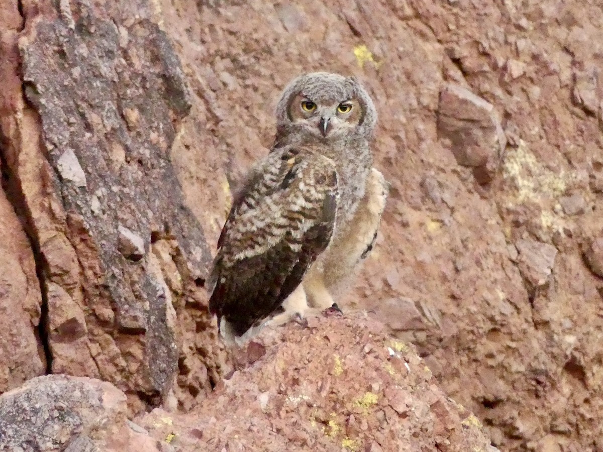 Great Horned Owl - ML620572140