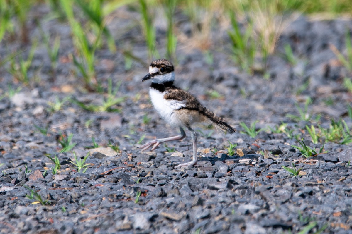 Killdeer - ML620572147