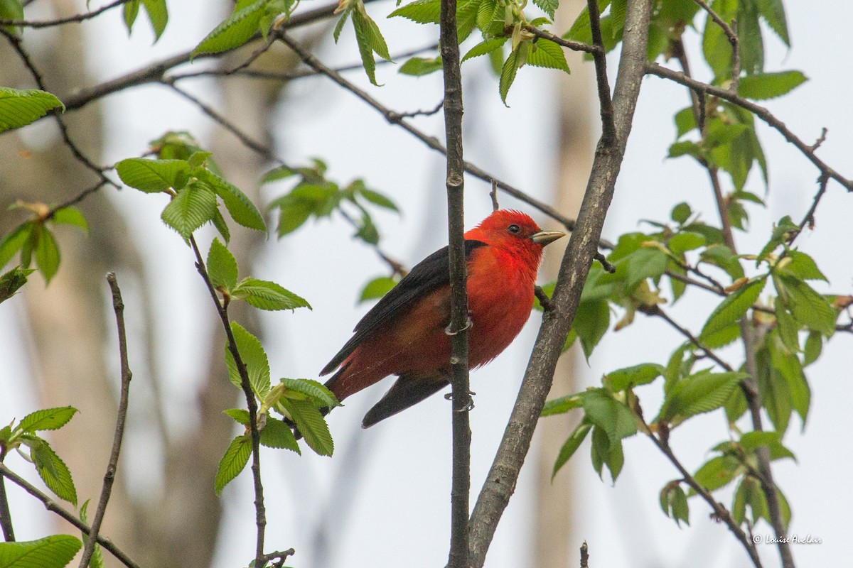 Scarlet Tanager - ML620572153