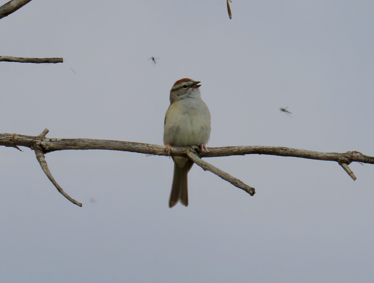 Chipping Sparrow - ML620572177