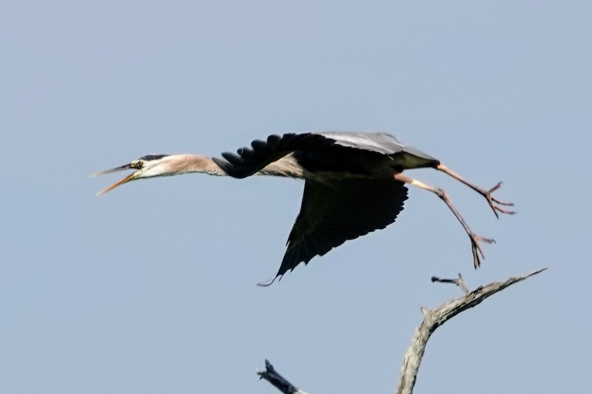 Great Blue Heron - ML620572205