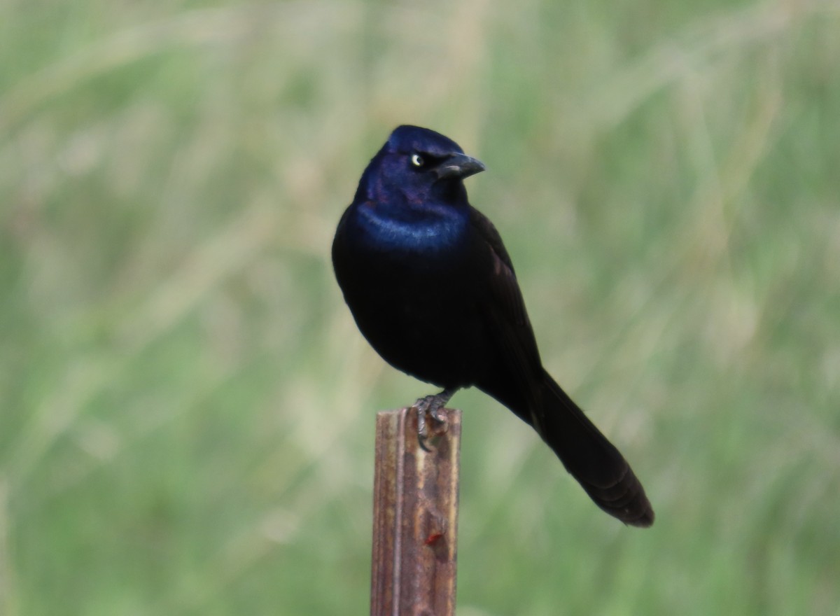 Common Grackle - ML620572208