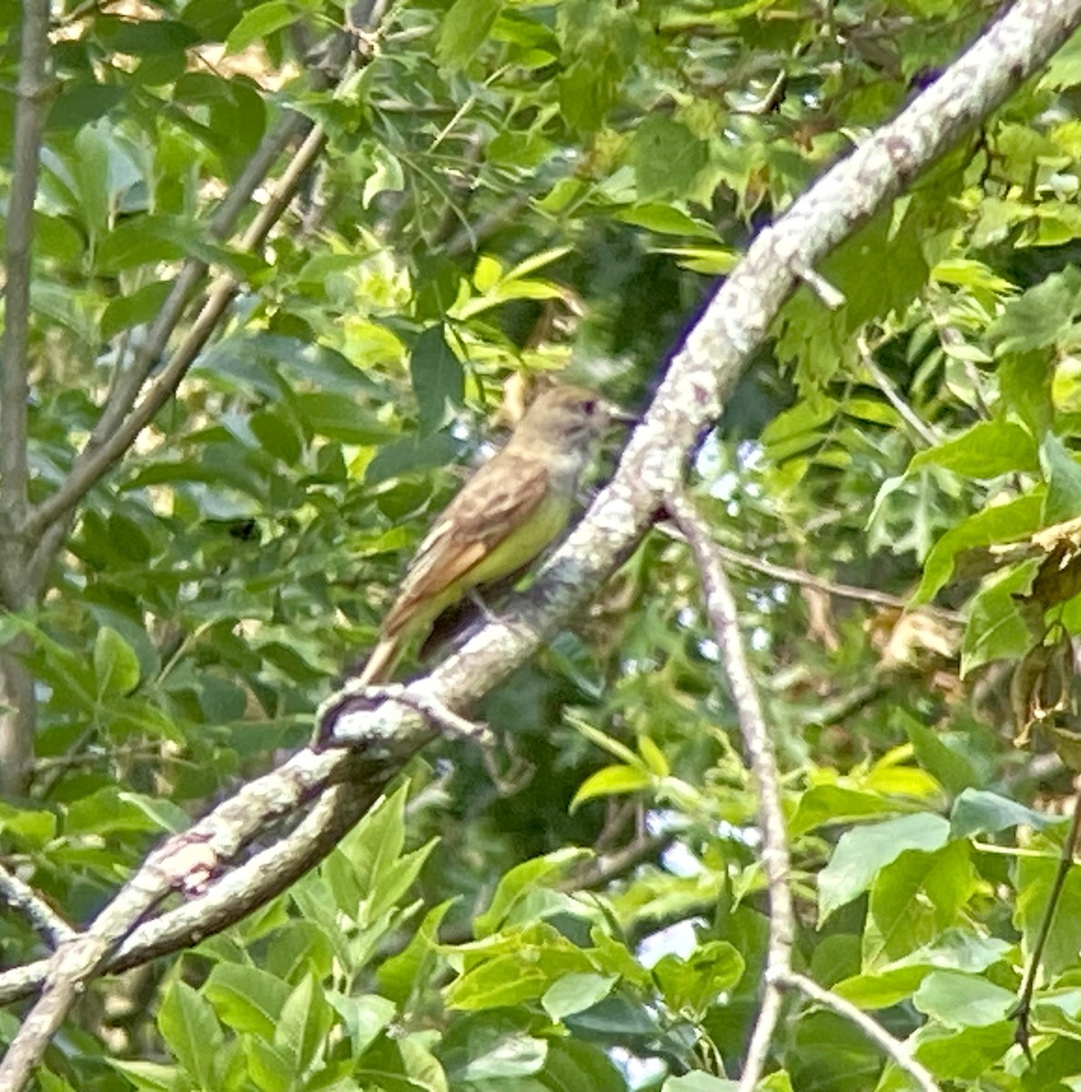 Great Crested Flycatcher - ML620572209