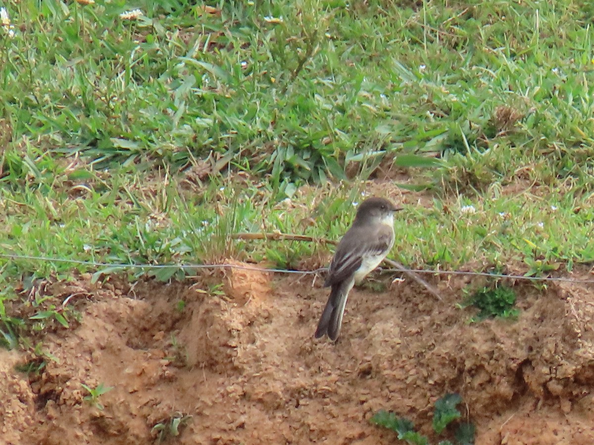 Eastern Phoebe - ML620572214