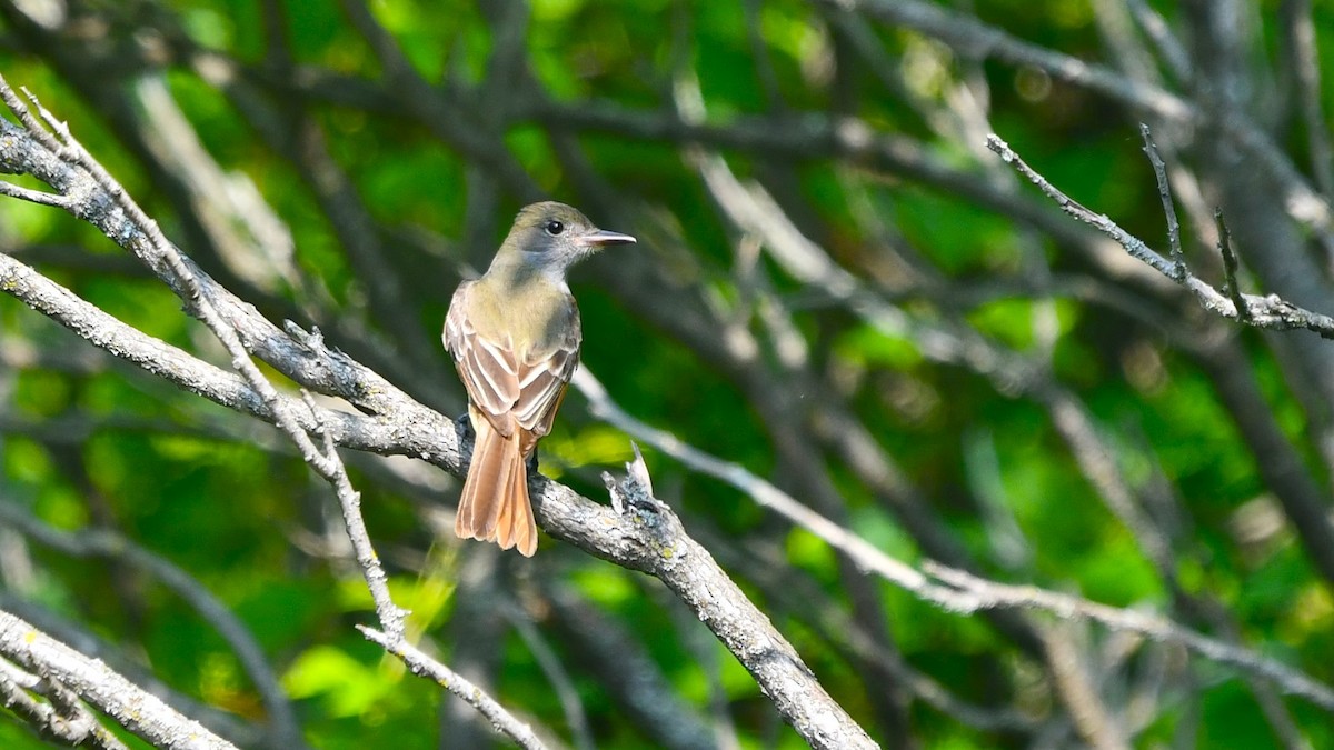 Great Crested Flycatcher - ML620572215