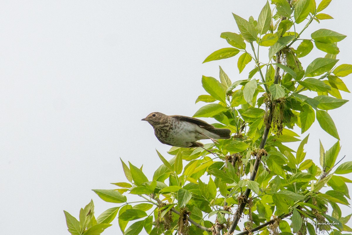 קיכלי זיתני - ML620572217