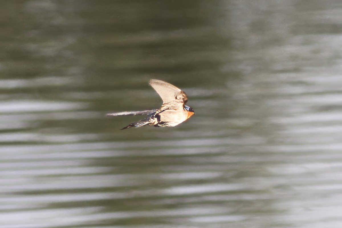 Pacific Swallow - ML620572219