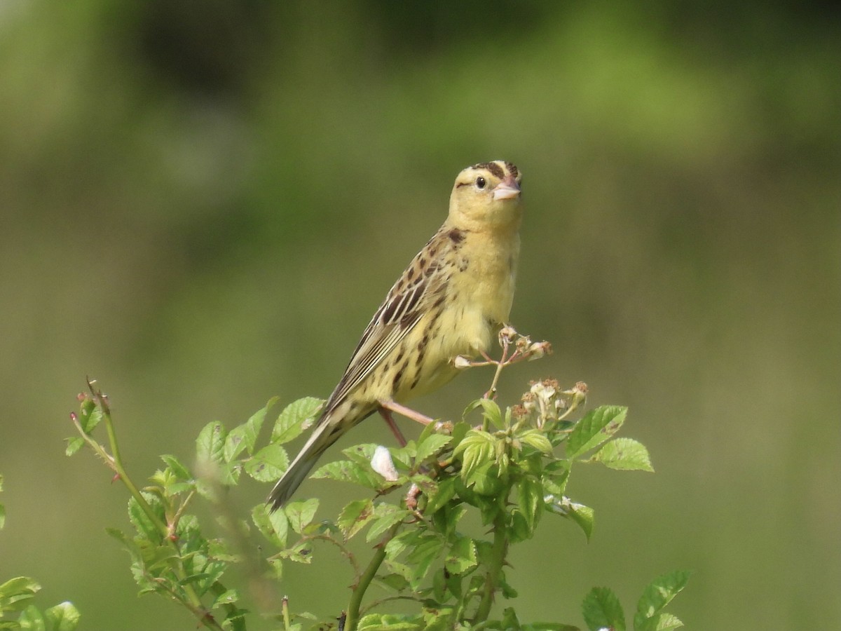 Bobolink - ML620572224