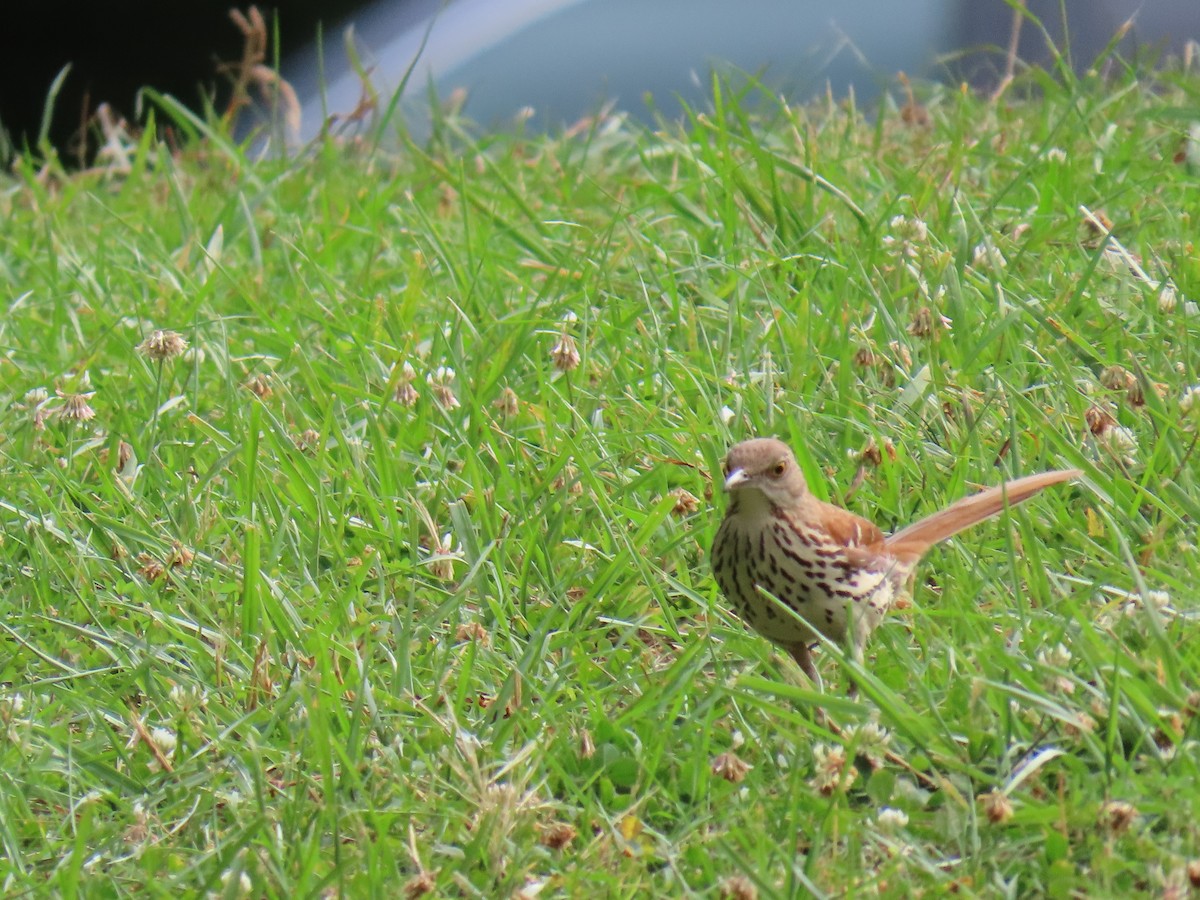 Brown Thrasher - Richard Snow