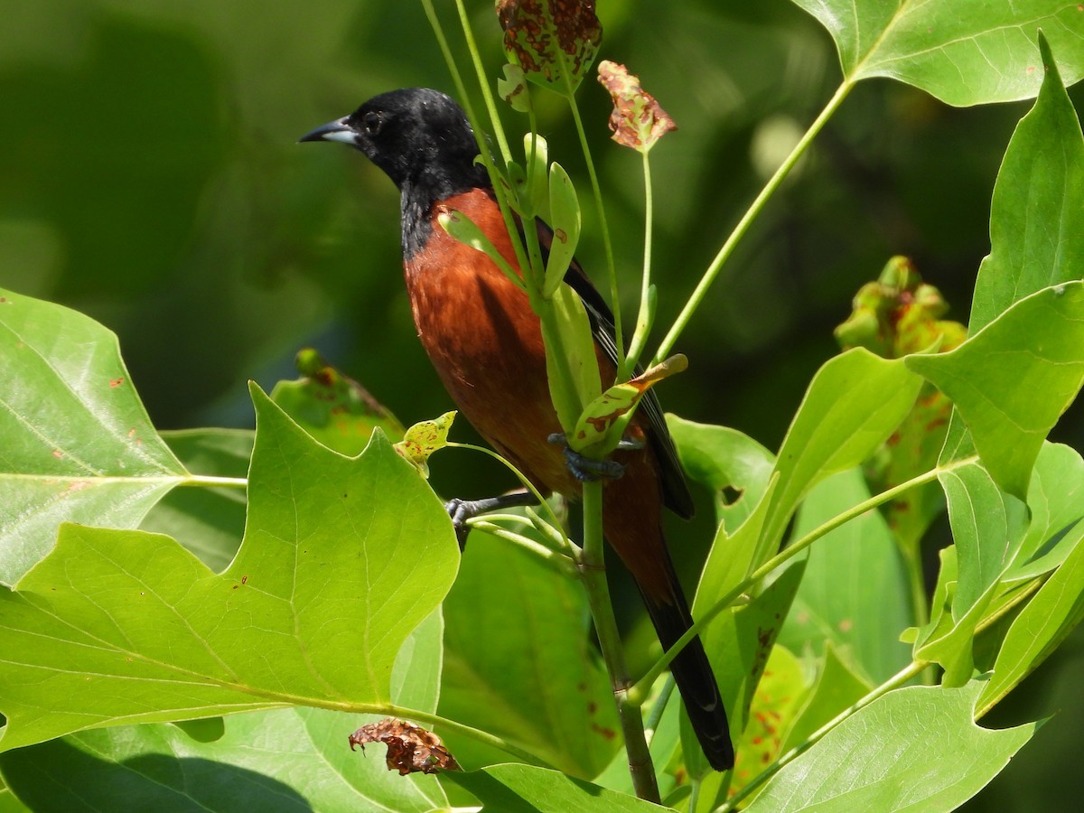 Orchard Oriole - ML620572237