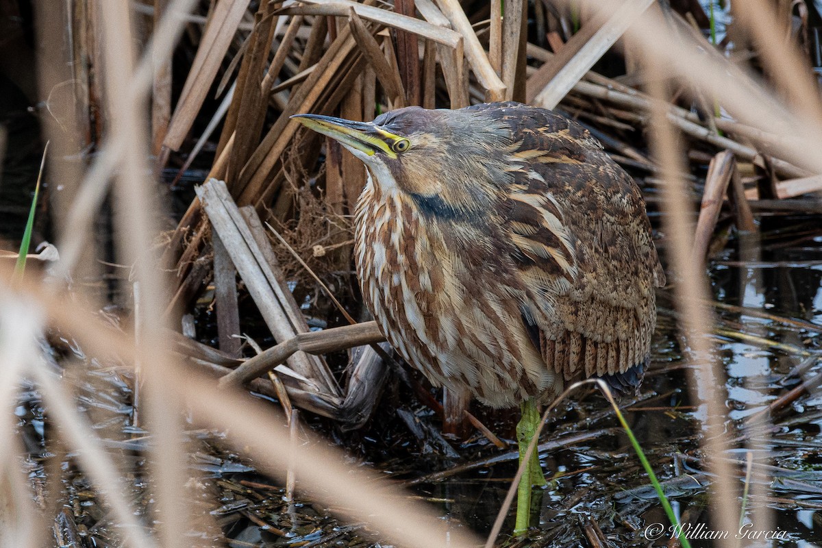 American Bittern - ML620572249