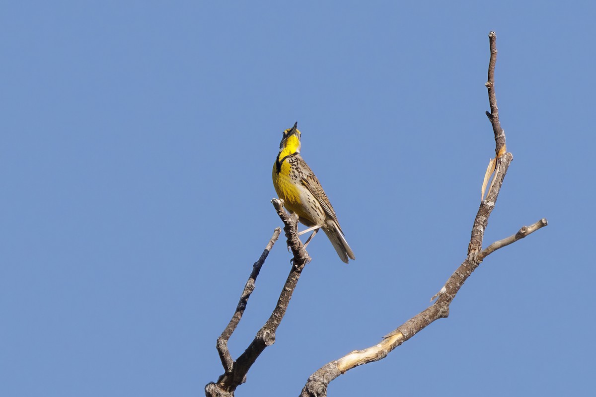 Western Meadowlark - ML620572255