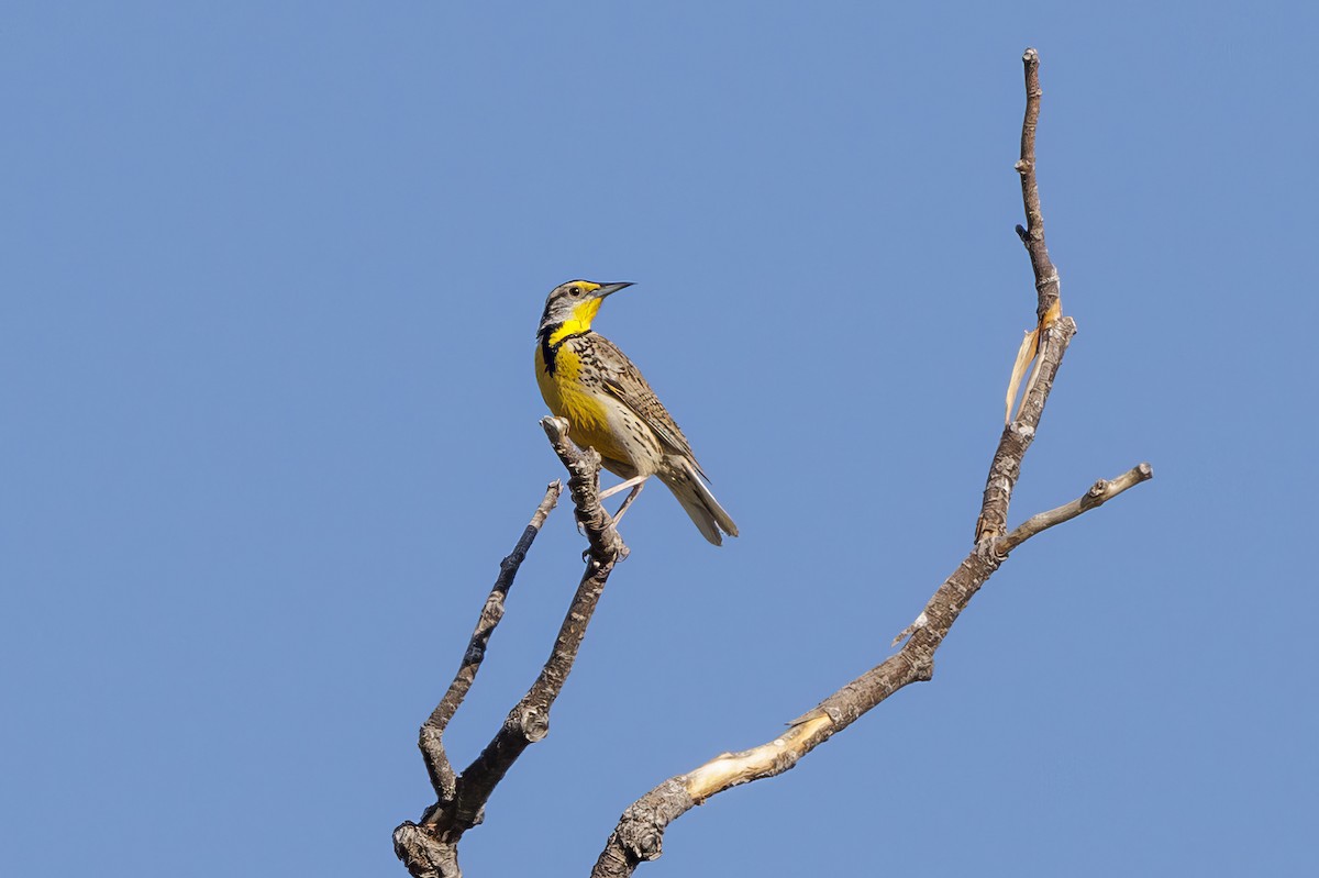 Western Meadowlark - ML620572256