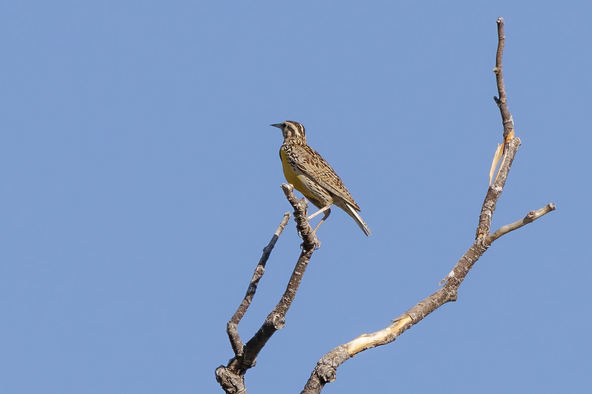 Western Meadowlark - ML620572257